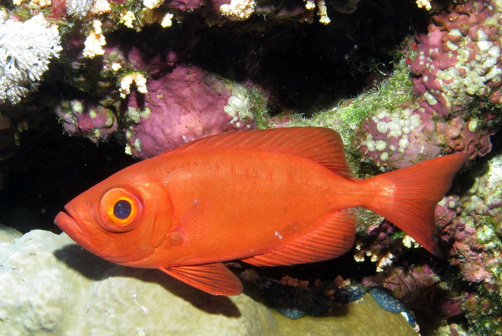 Crescent-tail Bigeye