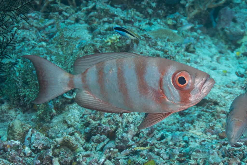 Crescent-tail Bigeye