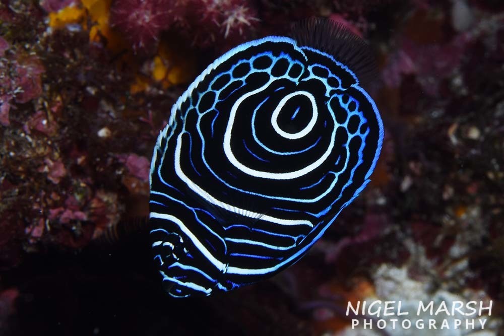 Emperor Angelfish