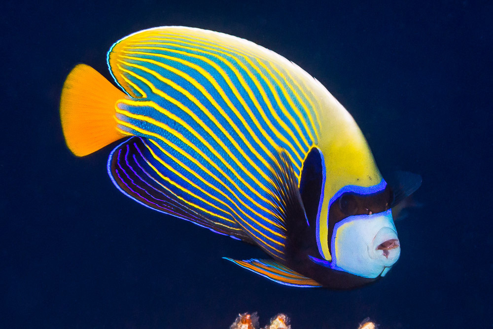Emperor Angelfish