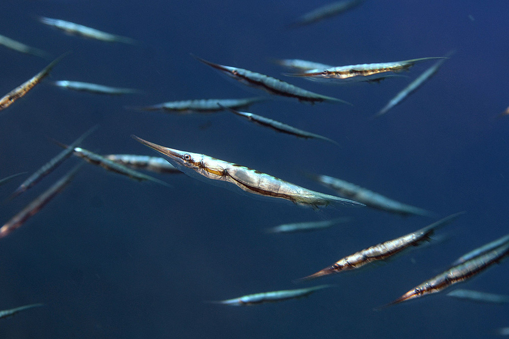 Grooved Razorfish
