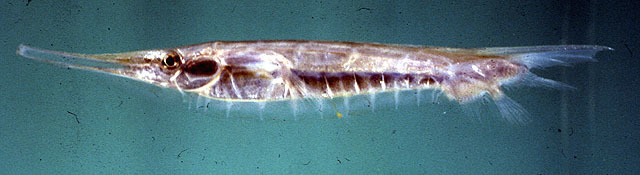 Grooved Razorfish