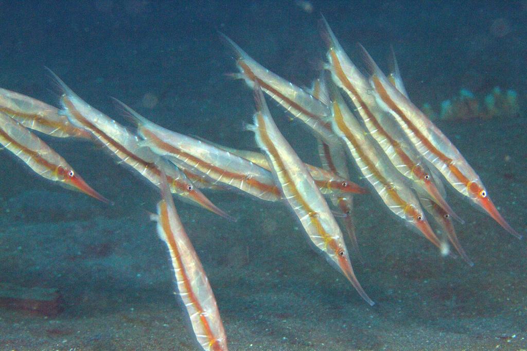 Grooved Razorfish