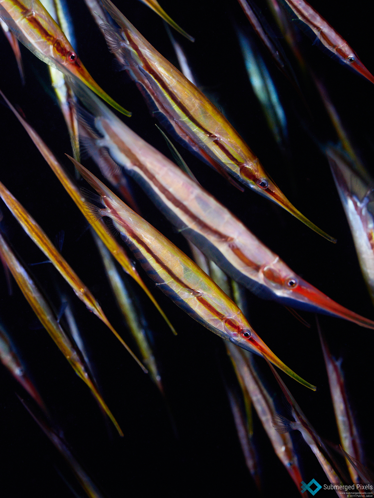 Grooved Razorfish