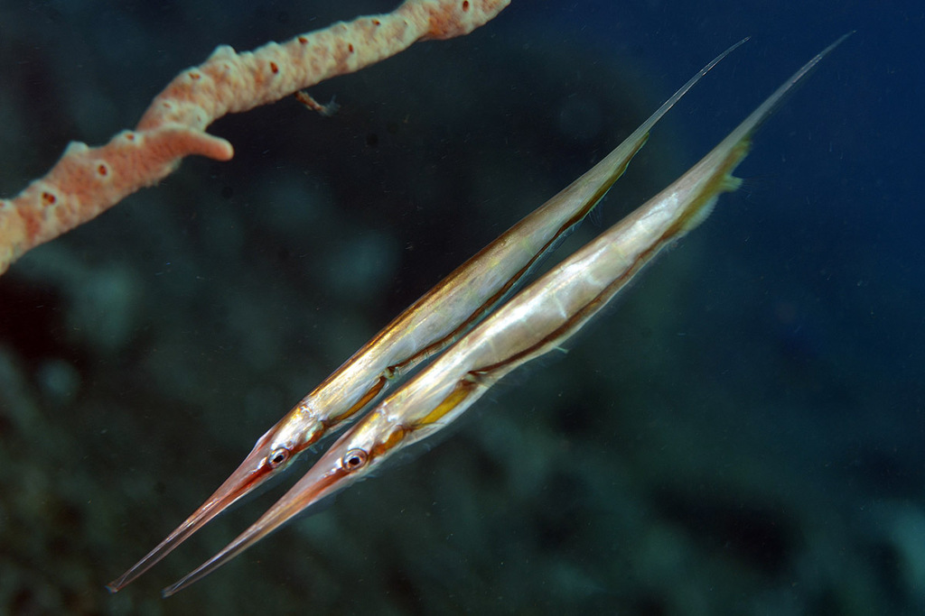 Grooved Razorfish