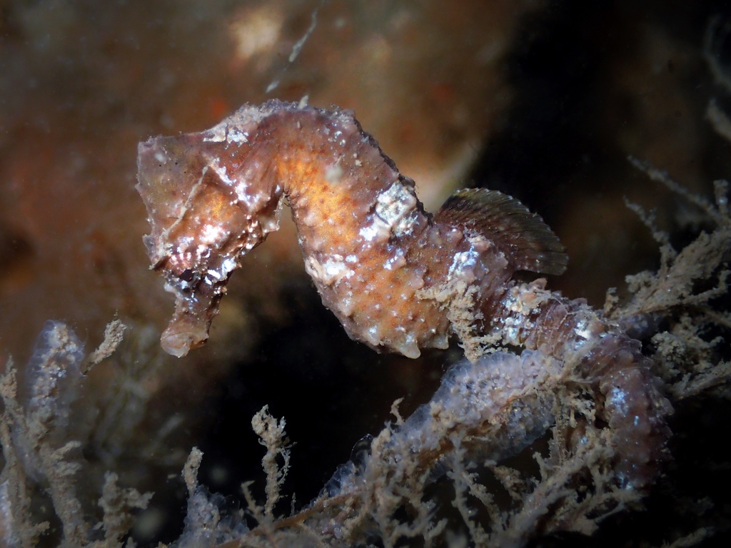 Short-snouted Seahorse