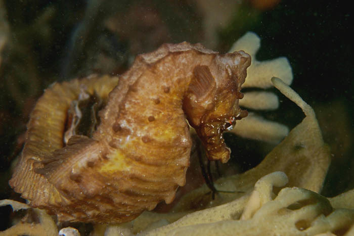 Short-snouted Seahorse