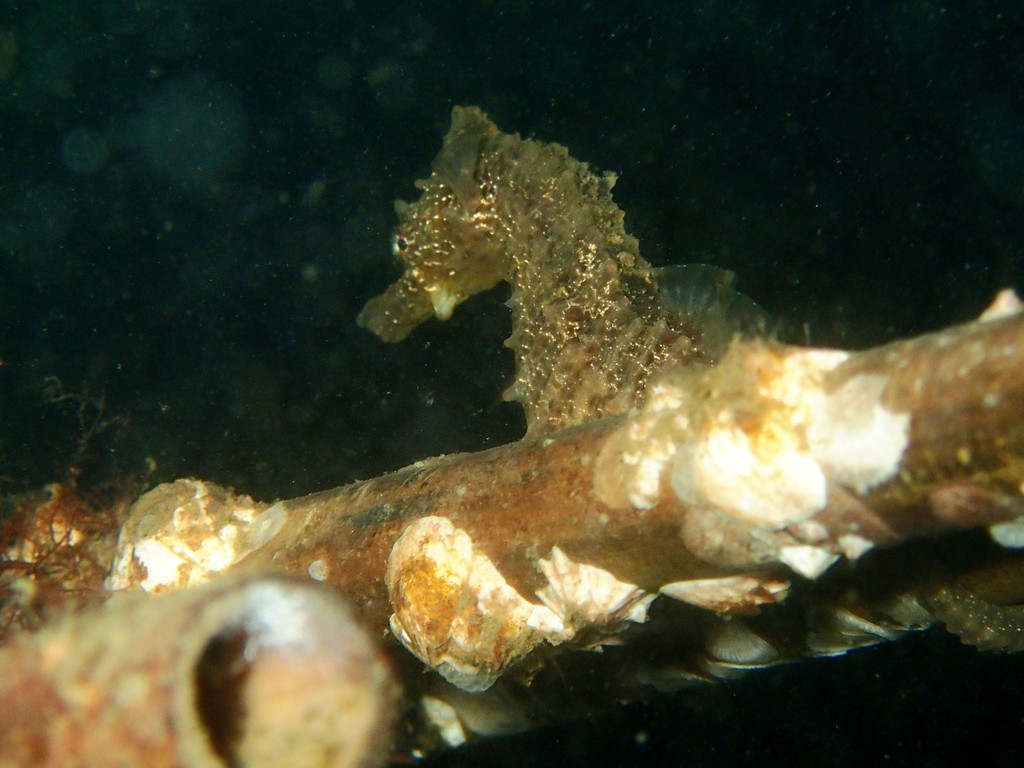Short-snouted Seahorse