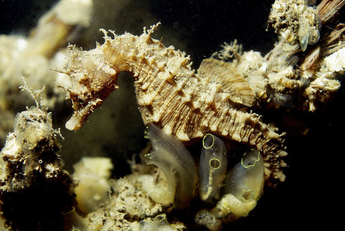 Short-snouted Seahorse