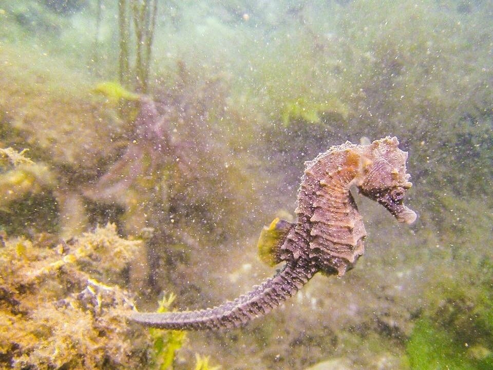 Short-snouted Seahorse