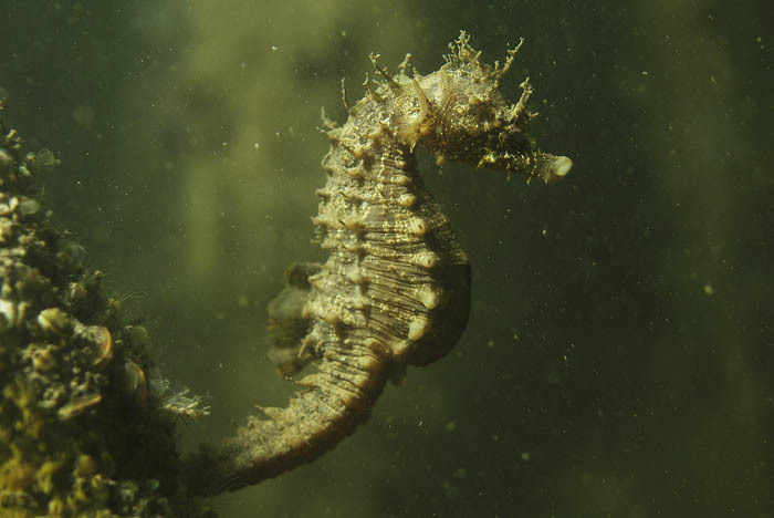 Short-snouted Seahorse