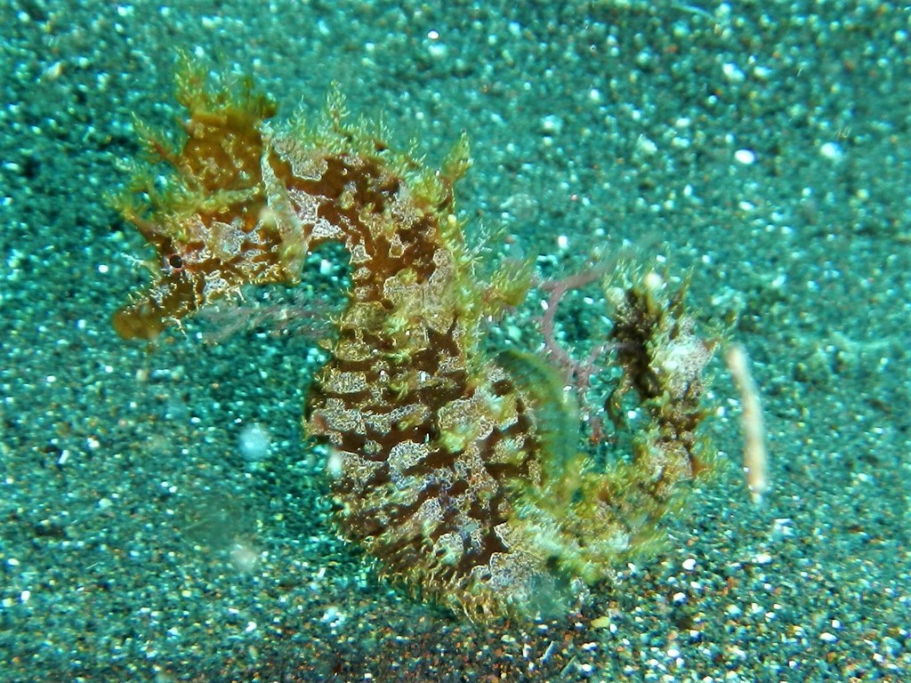 Short-snouted Seahorse