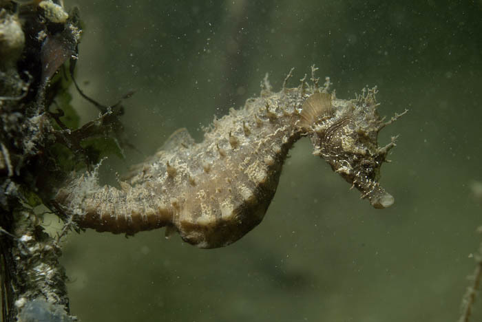 Short-snouted Seahorse