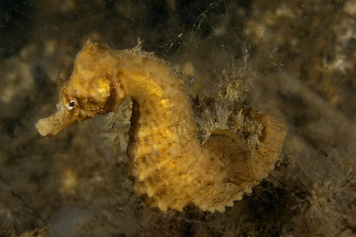 Short-snouted Seahorse