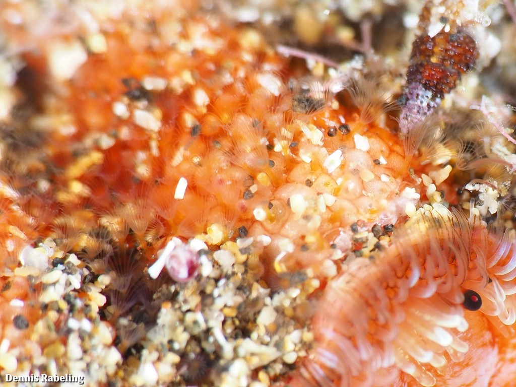 Schizoporella Orange
