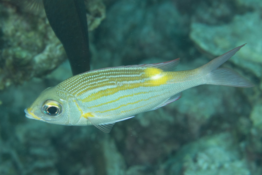 Striped Large-eye Bream