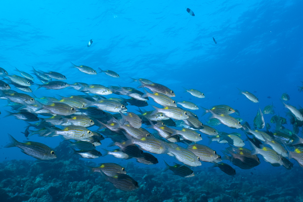 Striped Large-eye Bream