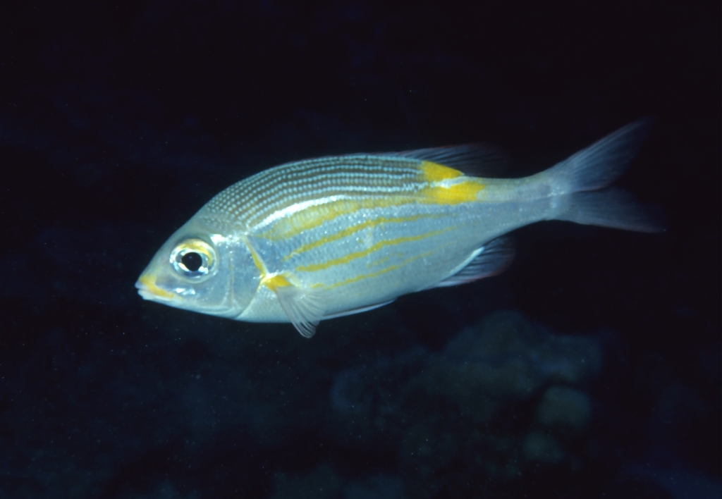 Striped Large-eye Bream