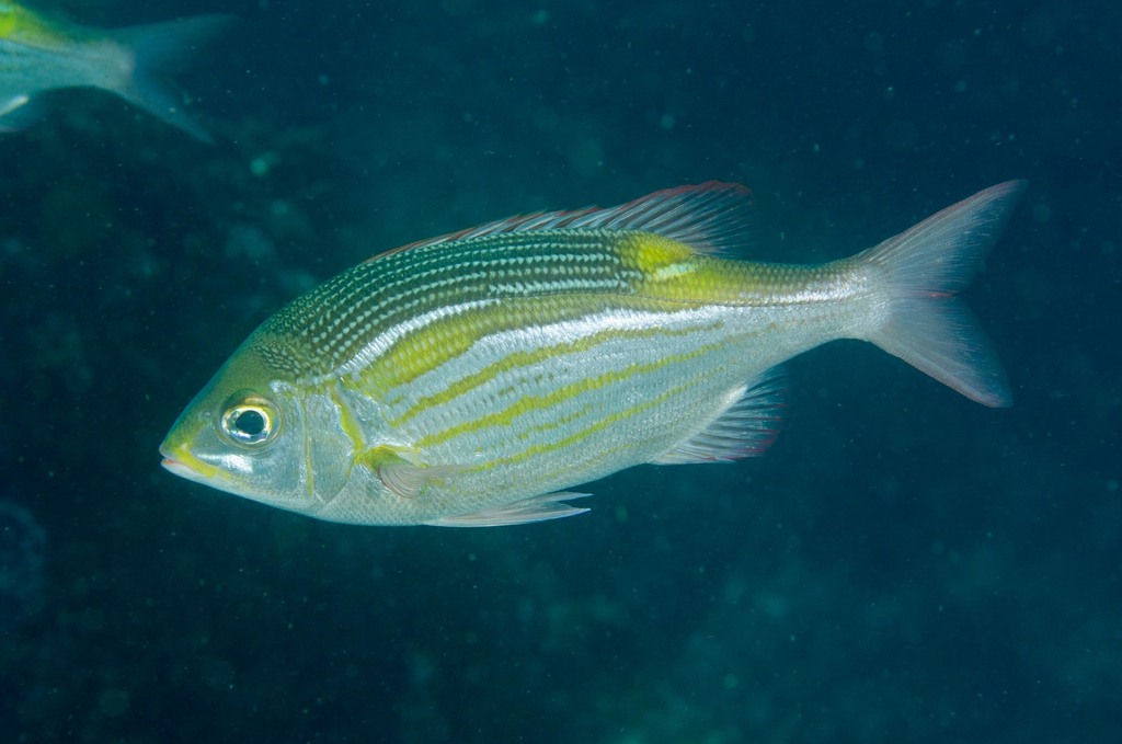 Striped Large-eye Bream