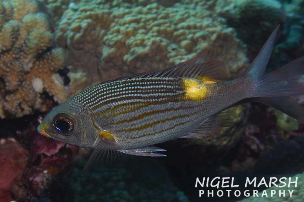 Striped Large-eye Bream