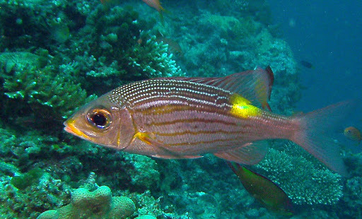 Striped Large-eye Bream