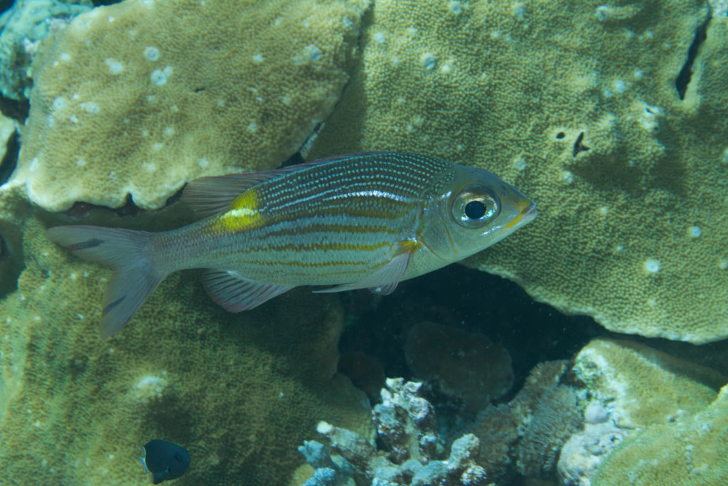 Striped Large-eye Bream