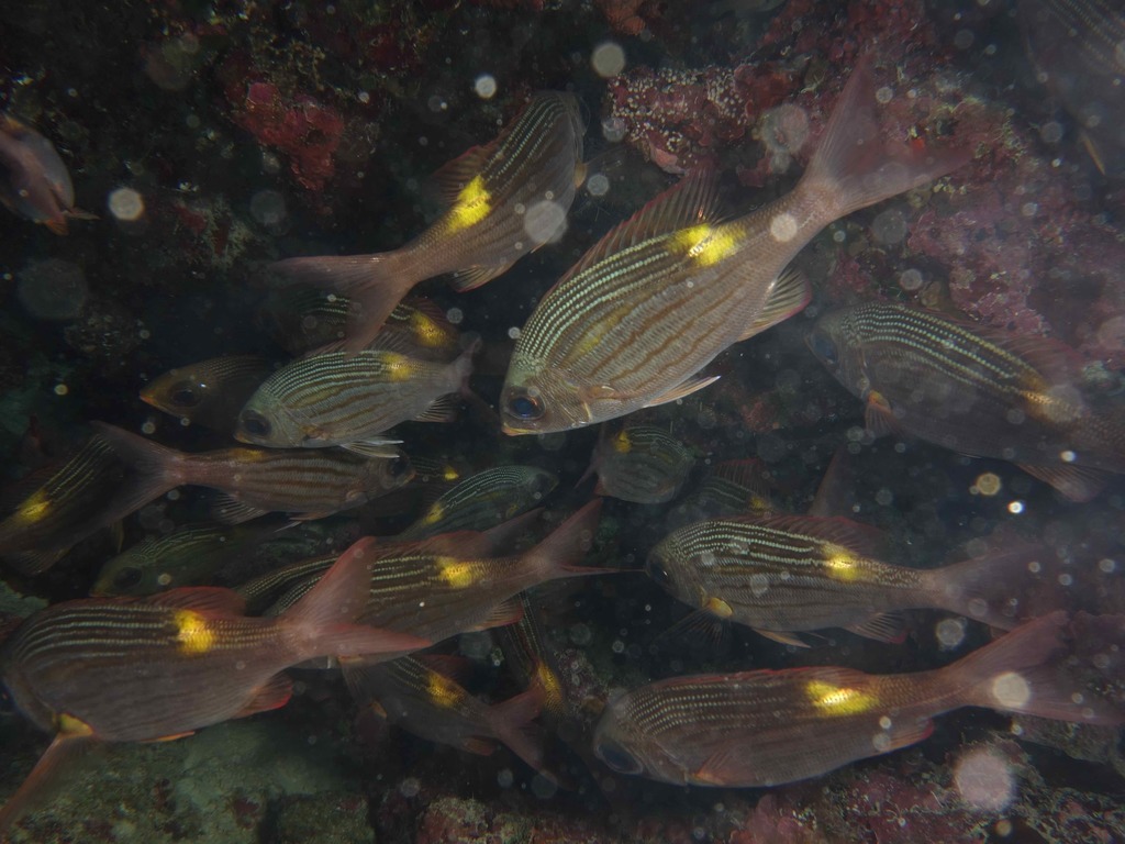 Striped Large-eye Bream