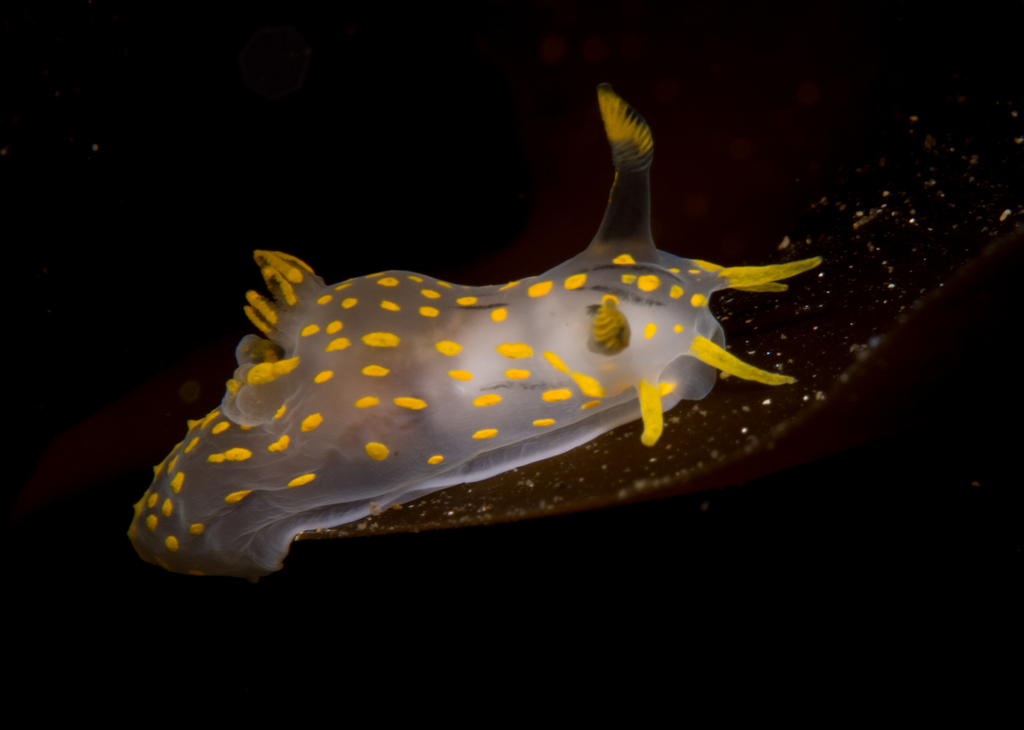 Four-lined Polycera