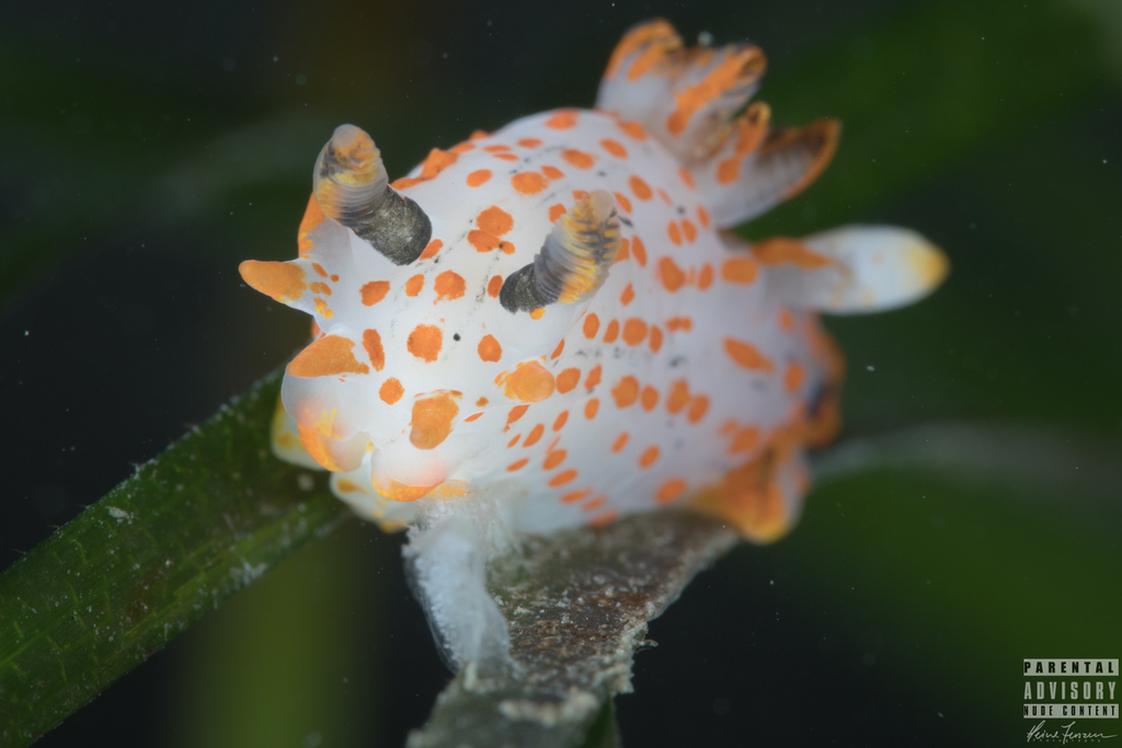 Four-lined Polycera