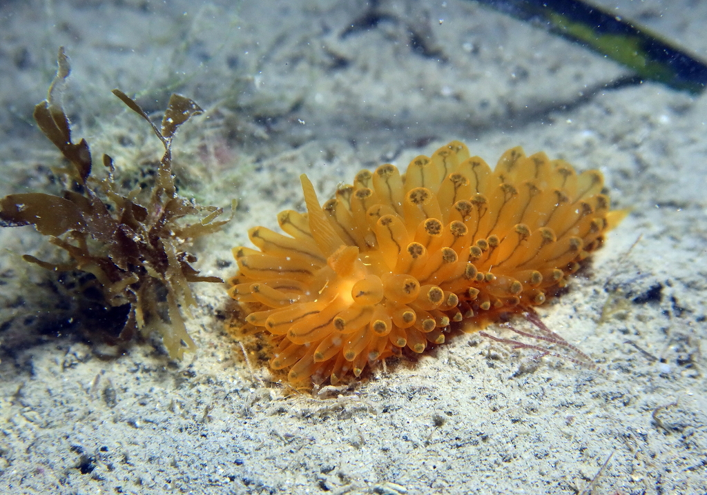 Crested Aeolis