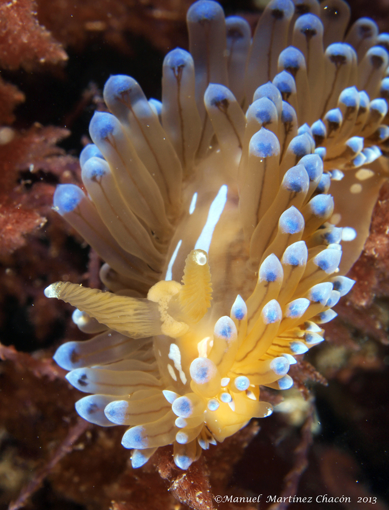 Crested Aeolis