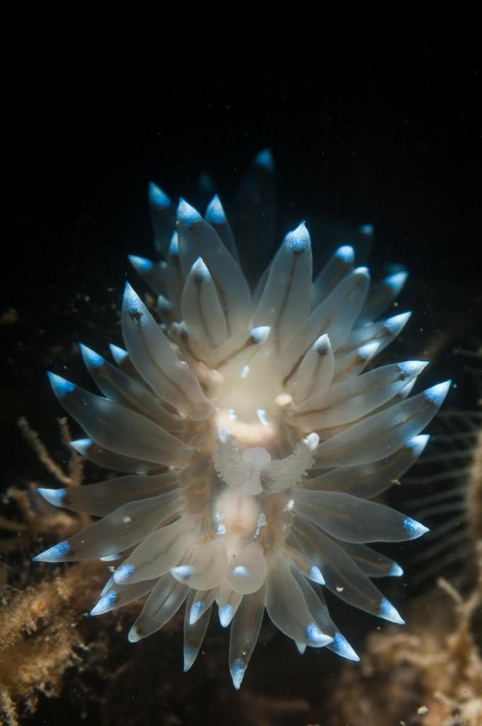 Crested Aeolis