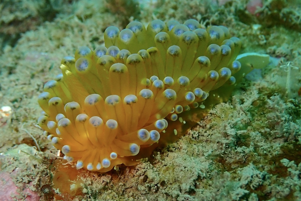 Crested Aeolis