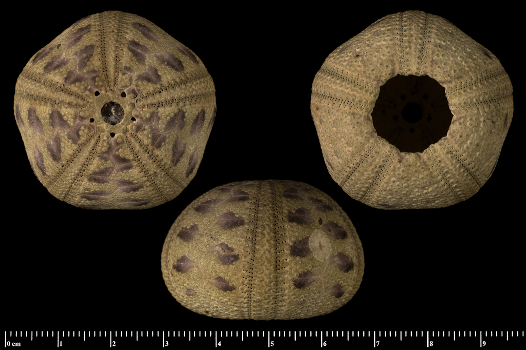Bald-patch Urchin