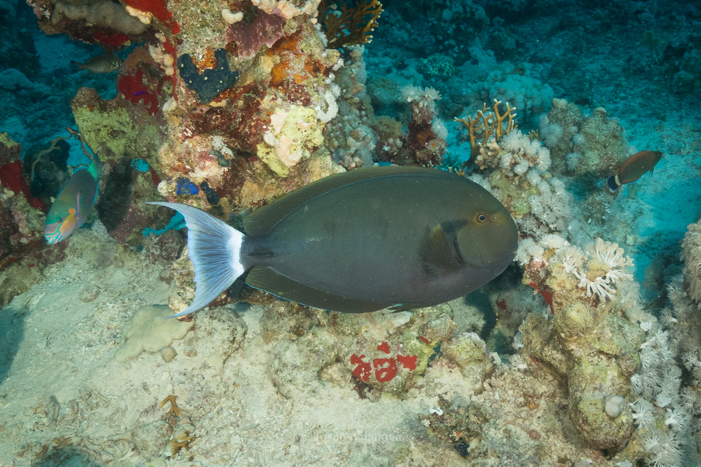 Black Surgeonfish