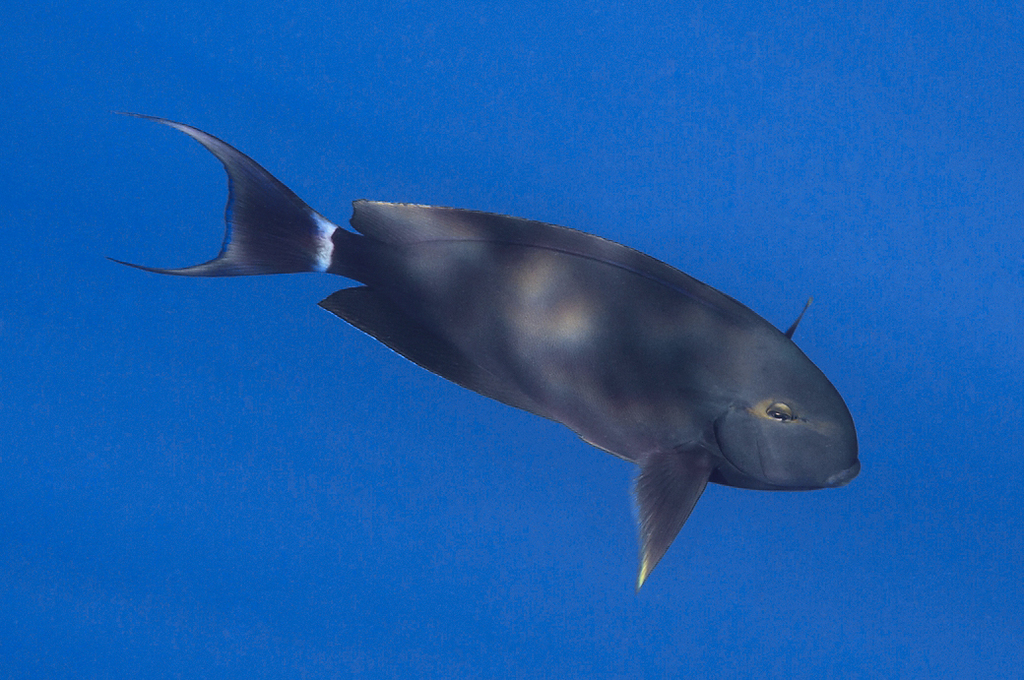 Black Surgeonfish