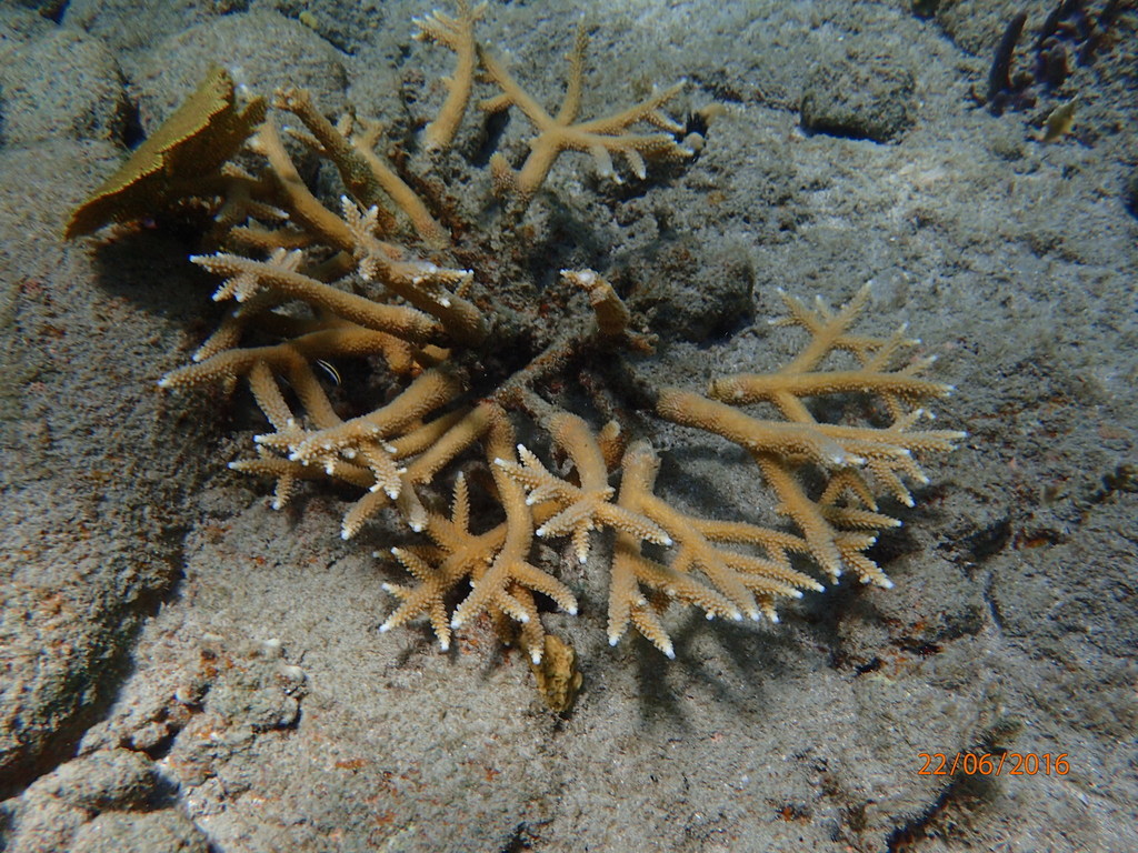 Staghorn Coral