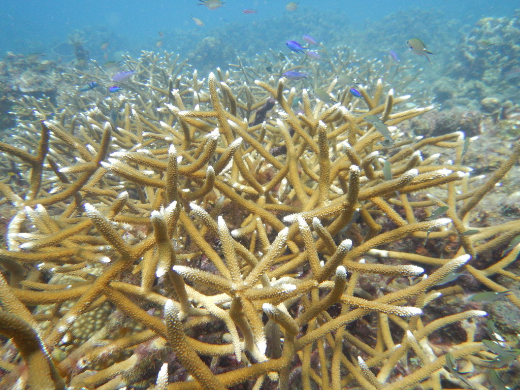 Staghorn Coral