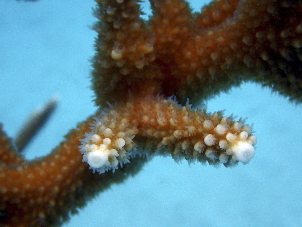 Staghorn Coral