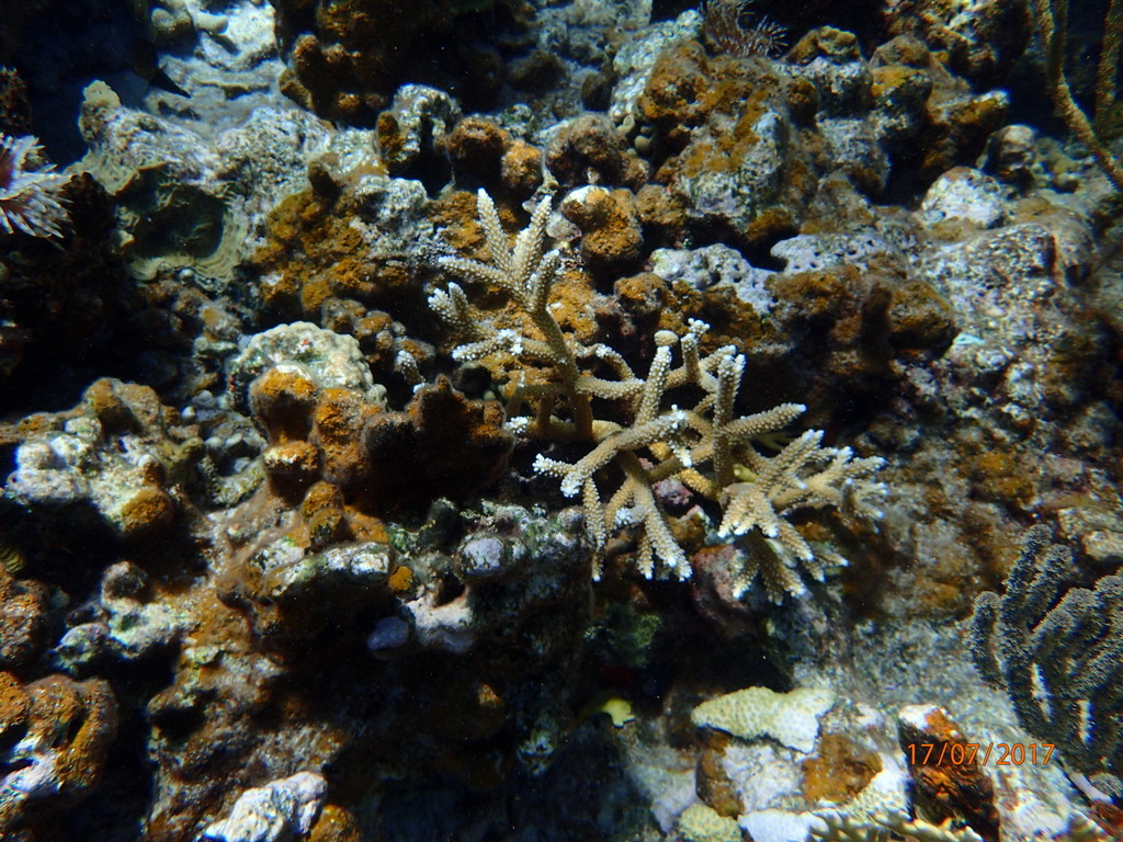 Staghorn Coral