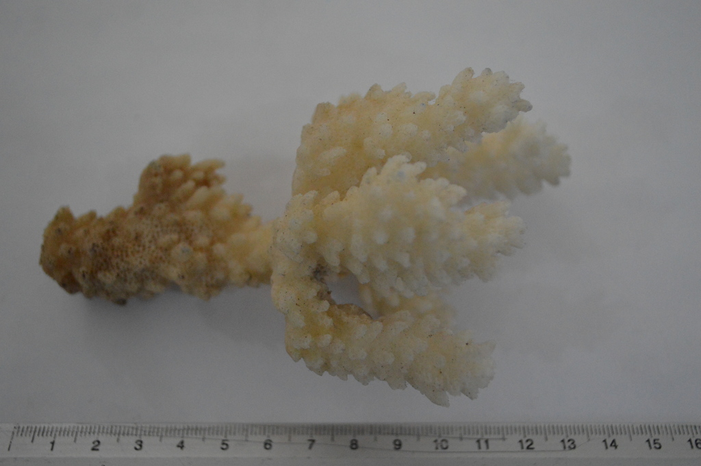 Staghorn Coral