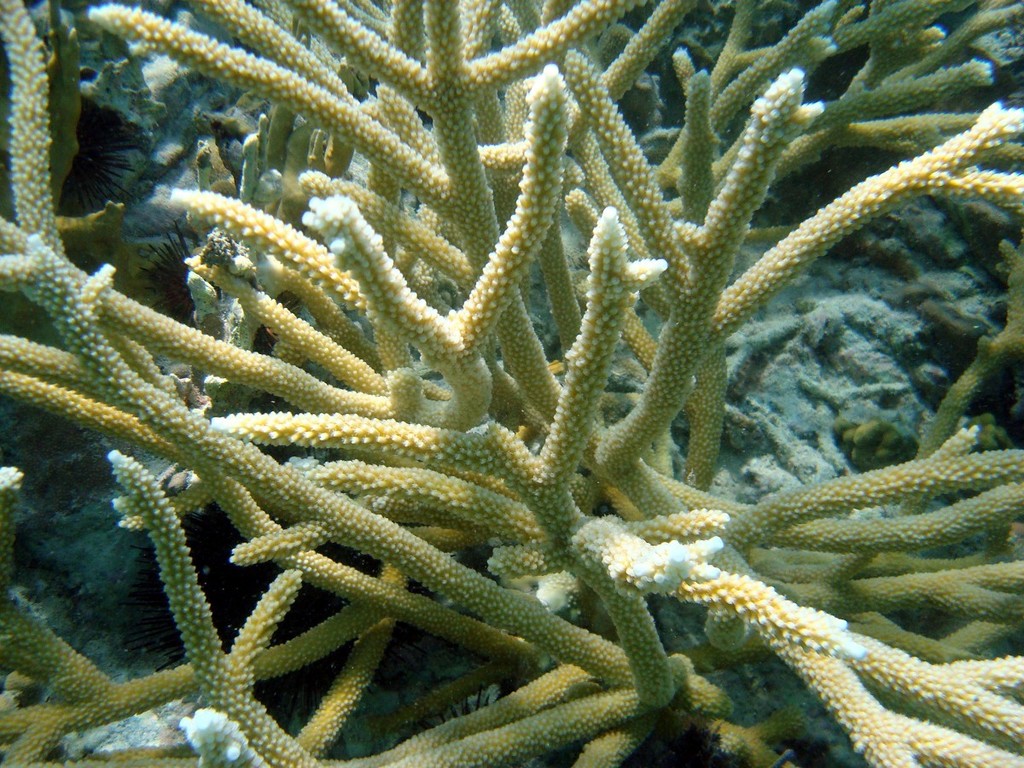Staghorn Coral