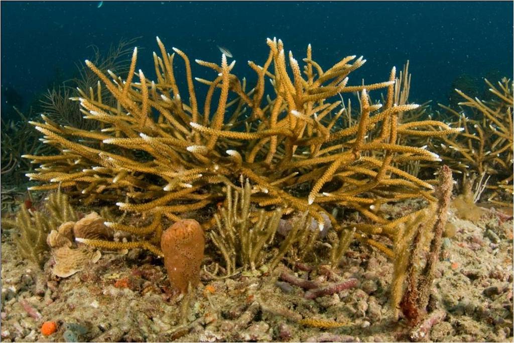 Staghorn Coral