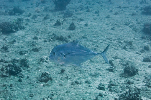 African Pompano