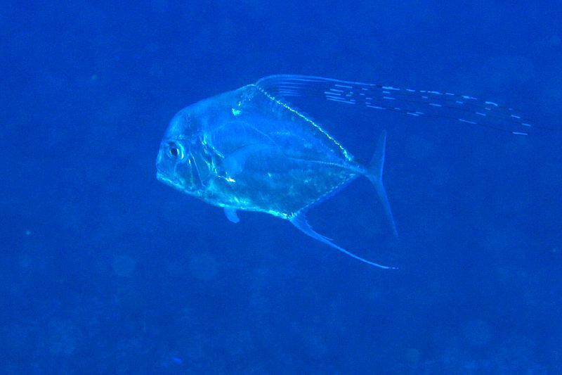 African Pompano