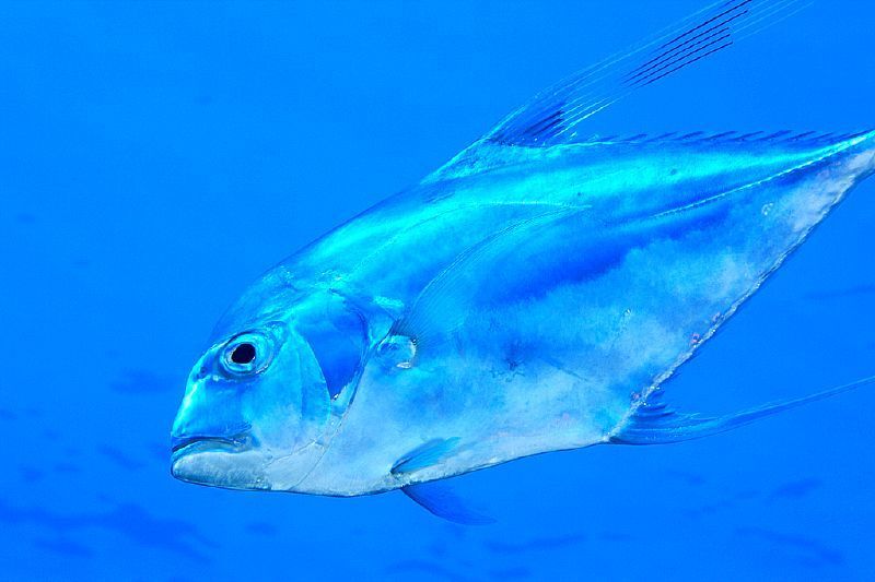 African Pompano