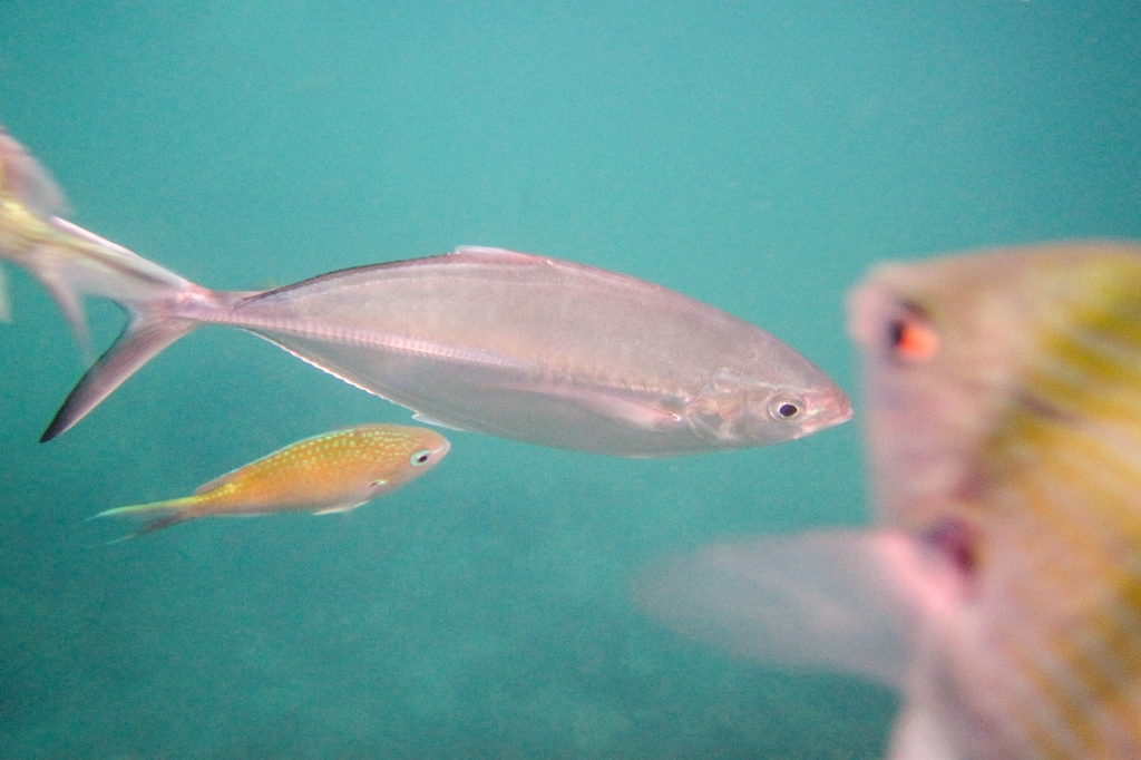 Herring Scad