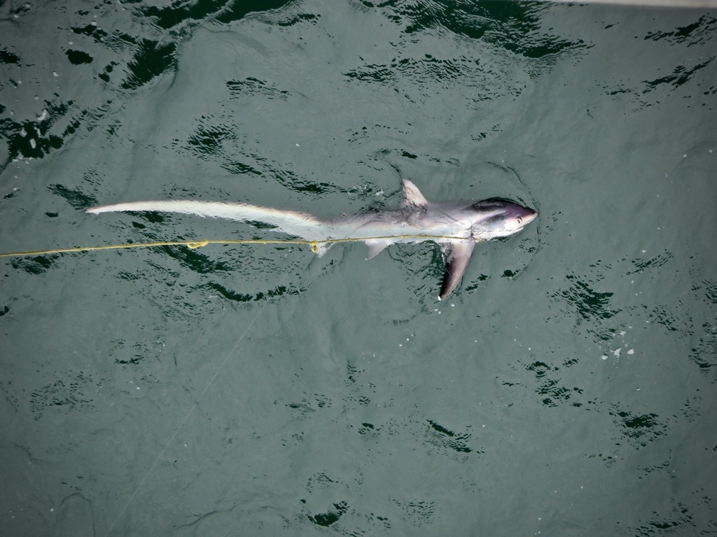 Thresher Shark