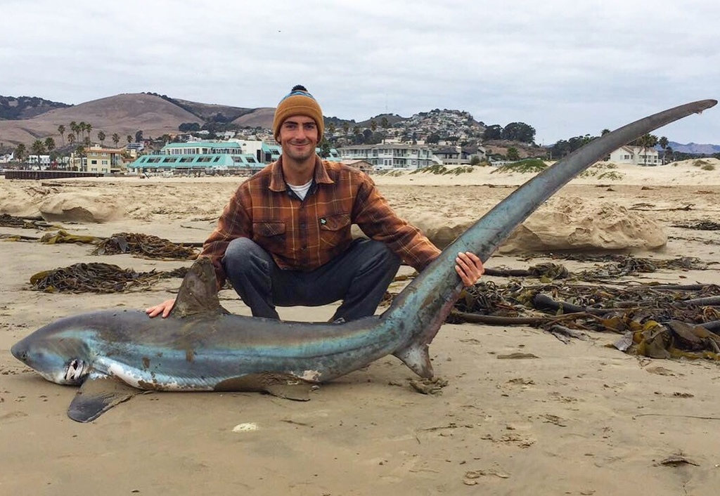 Thresher Shark