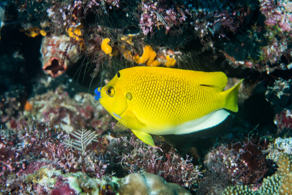 Threespot Angelfish